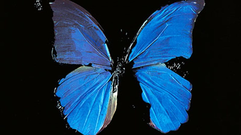 o-bretanos-damien-hirst-sto-mouseio-mpenaki