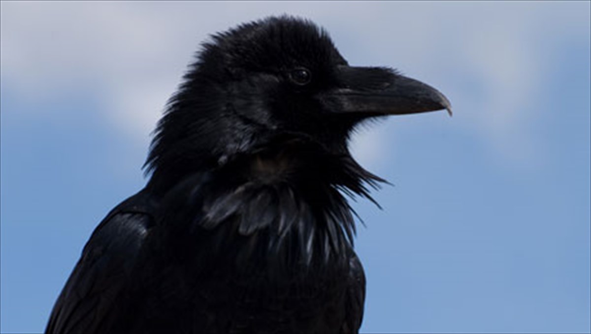 to-koraki-tou-poe-pano-apo-tin-ippokratous