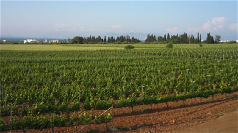 to-proto-elliniko-e-shop-oinou-se-diethni-dimosieumata