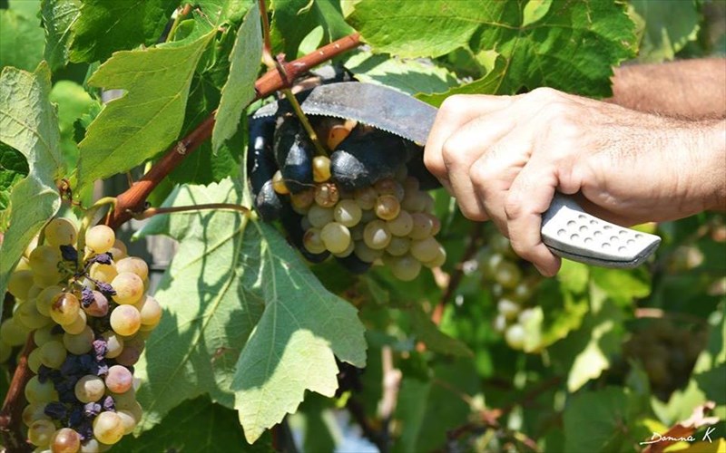 o-trugos-teleionei-ta-nea-krasia-erxontai