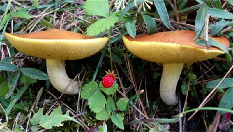 grebena-i-proteuousa-ton-manitarion-proteuousa-ton-manitarion