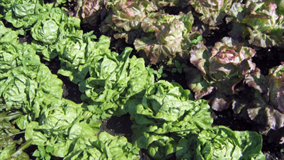 ta-ofeli-tou-folikou-okseos-kai-oi-trofes-pou-to-periexoun