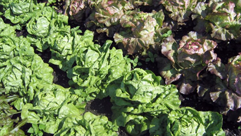 ta-ofeli-tou-folikou-okseos-kai-oi-trofes-pou-to-periexoun