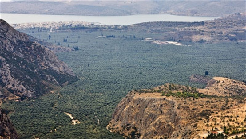 amfissa-me-thea-ton-asimenio-elaiona
