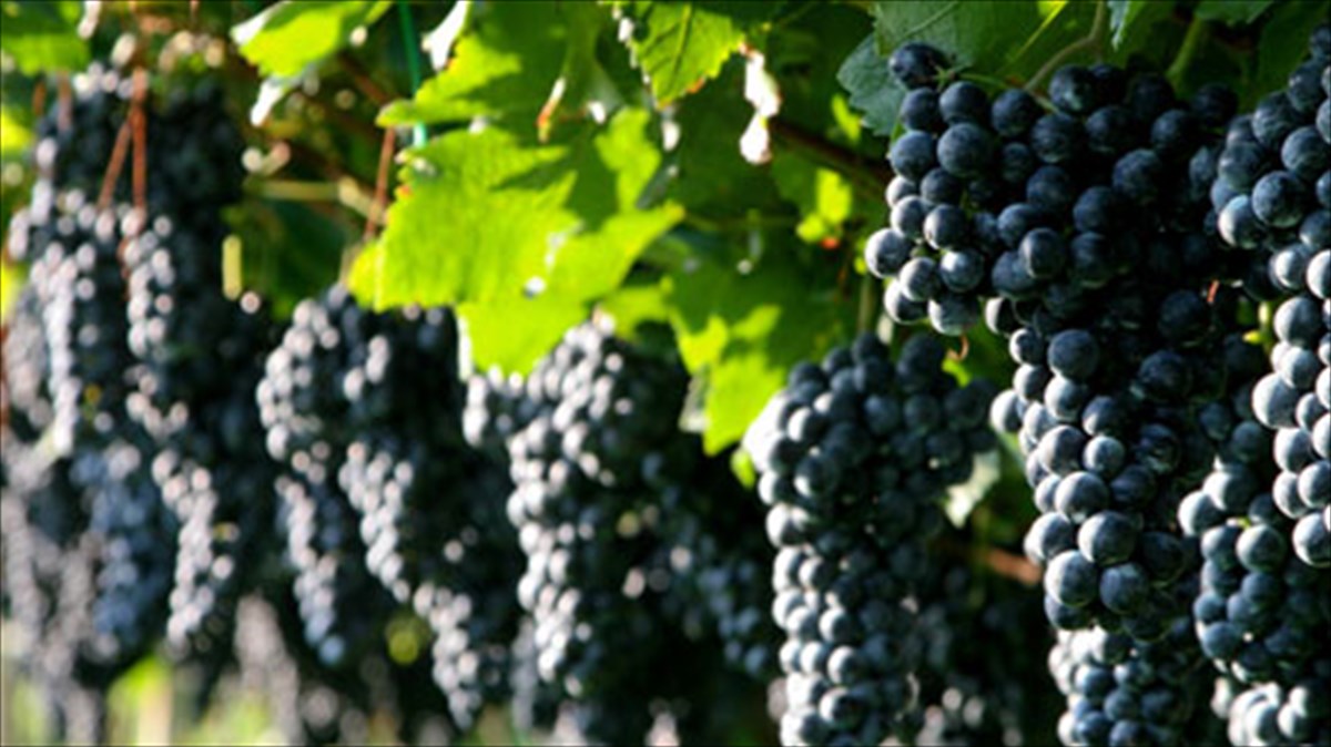 eponuma-krasia-stin-psifiaki-epoxi