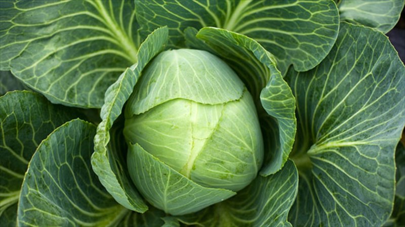 balte-tin-kerketini-sto-trapezi-sas