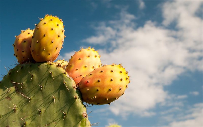 tekila-apo-fragkosuka-kateftase-apo-tin-kriti