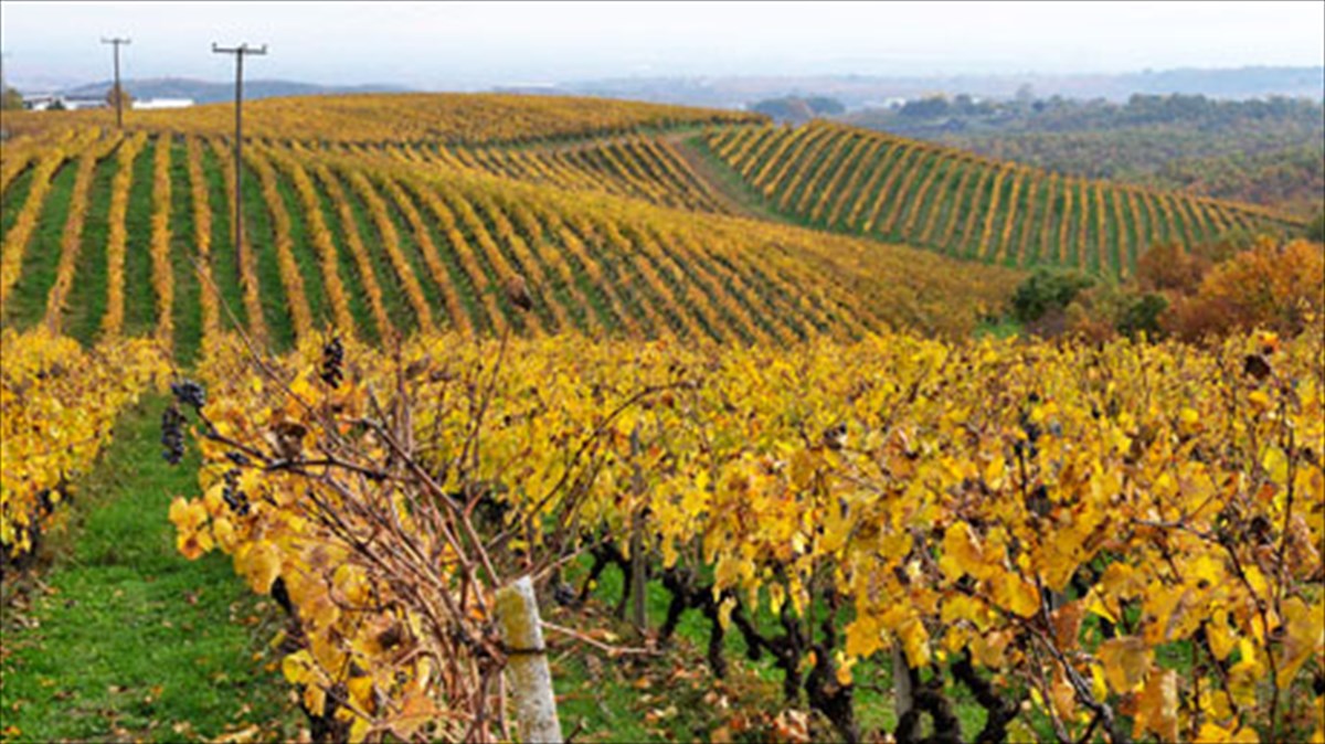 o-dromos-tou-krasiou-fotografizetai