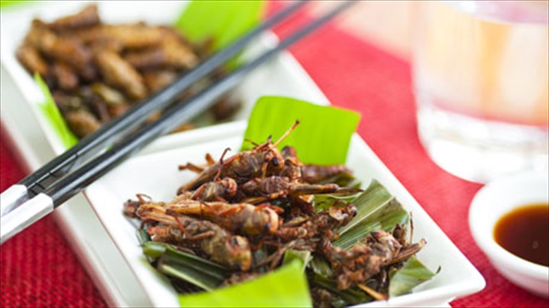 ta-9-entoma-pou-den-tha-tolmousate-pote-na-dokimasete-entoma-pou-den-tha-tolmousate-pote-na-dokimasete