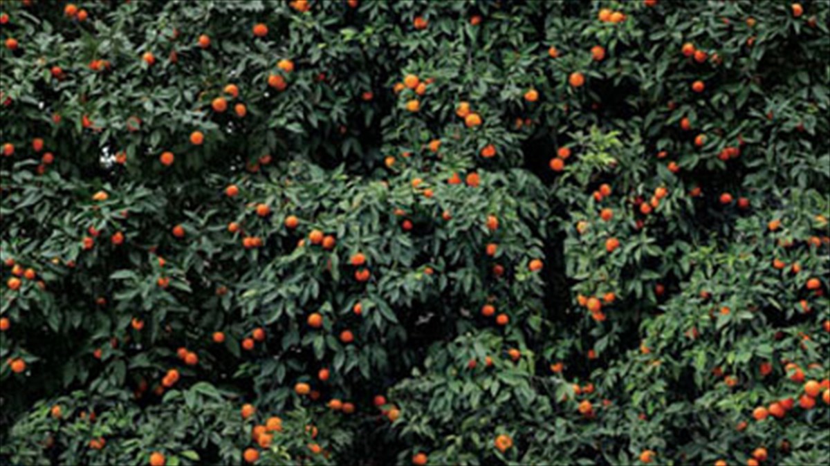 i-goiteia-tou-fusikou-topiou-se-fotografika-kadra