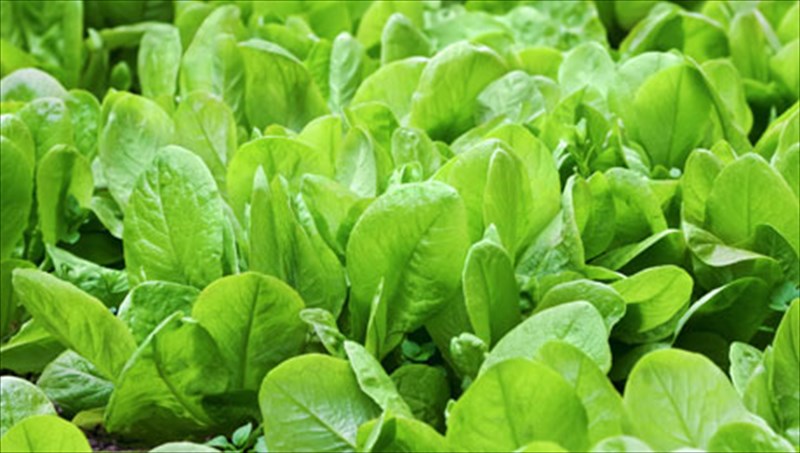 ypertrofes-xromatos-prasinou