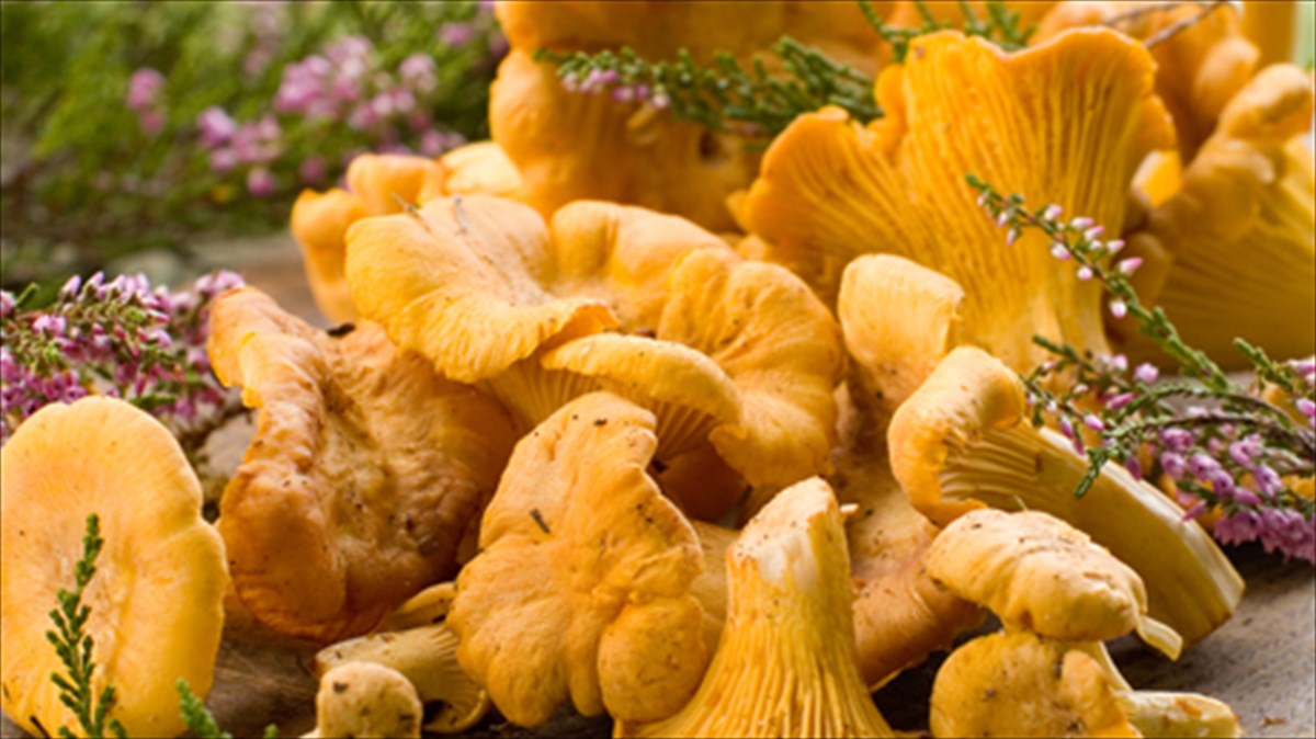 me-nou-kai-manitaria