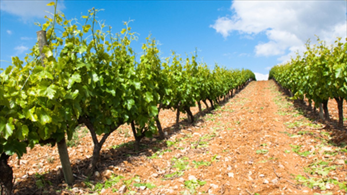 anoigoun-oi-portes-ton-ellinikon-oinopoieion