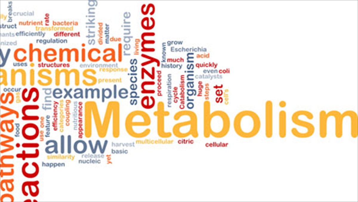 enisxuste-to-metabolismo-sas-se-1-lepto-lepto