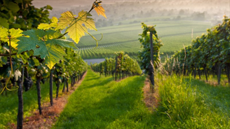 treis-anerxomenoi-proorismoi-gia-oino-empeiries