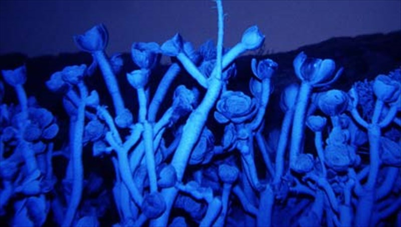 mia-allipersefoni-stis-theatrikes-suntheseis