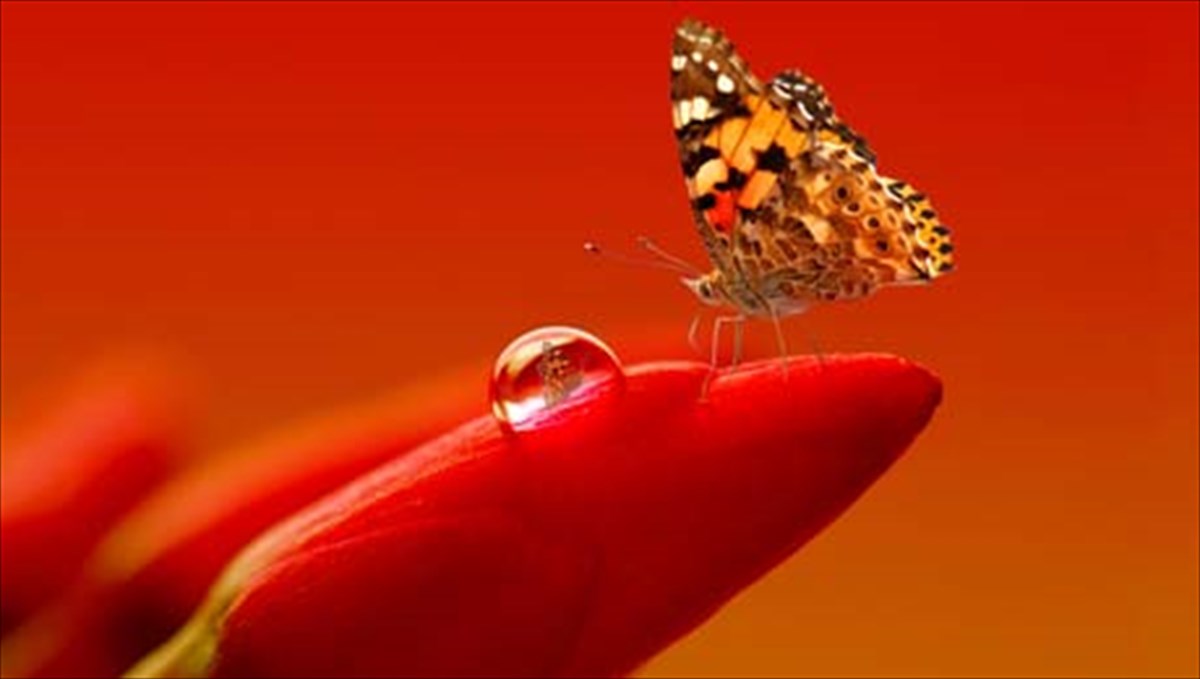 mporei-mia-petalouda-stin-panepistimiou-na-allaksei-ti-zoi-sou