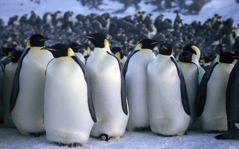 kerdiste-proskliseis-gia-tin-premiera-tis-tainias-to-taksidi-tou-autokratora-2-to-kalesma