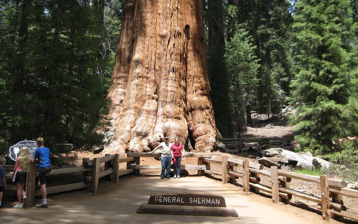 general-sherman-megalutero-dentro